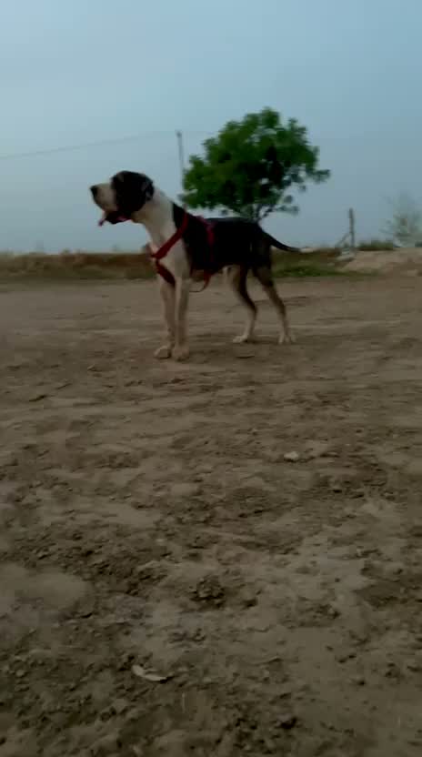 Great Dane Puppy, farm video