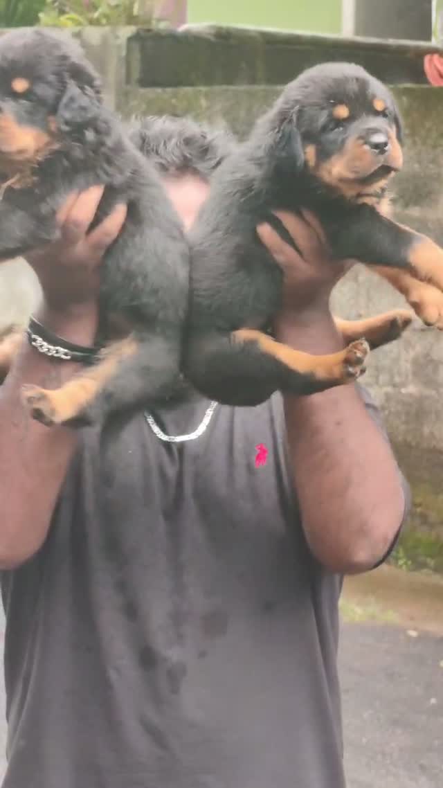Rottweiler Puppy, farm video