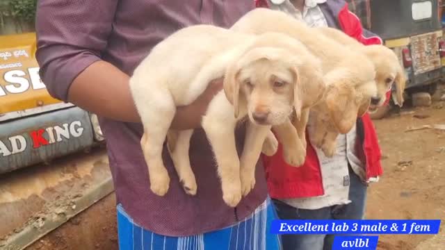 Beagle Black & Tan Puppy, farm video