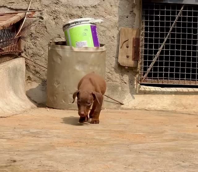 Doberman Pinscher Puppy, farm video