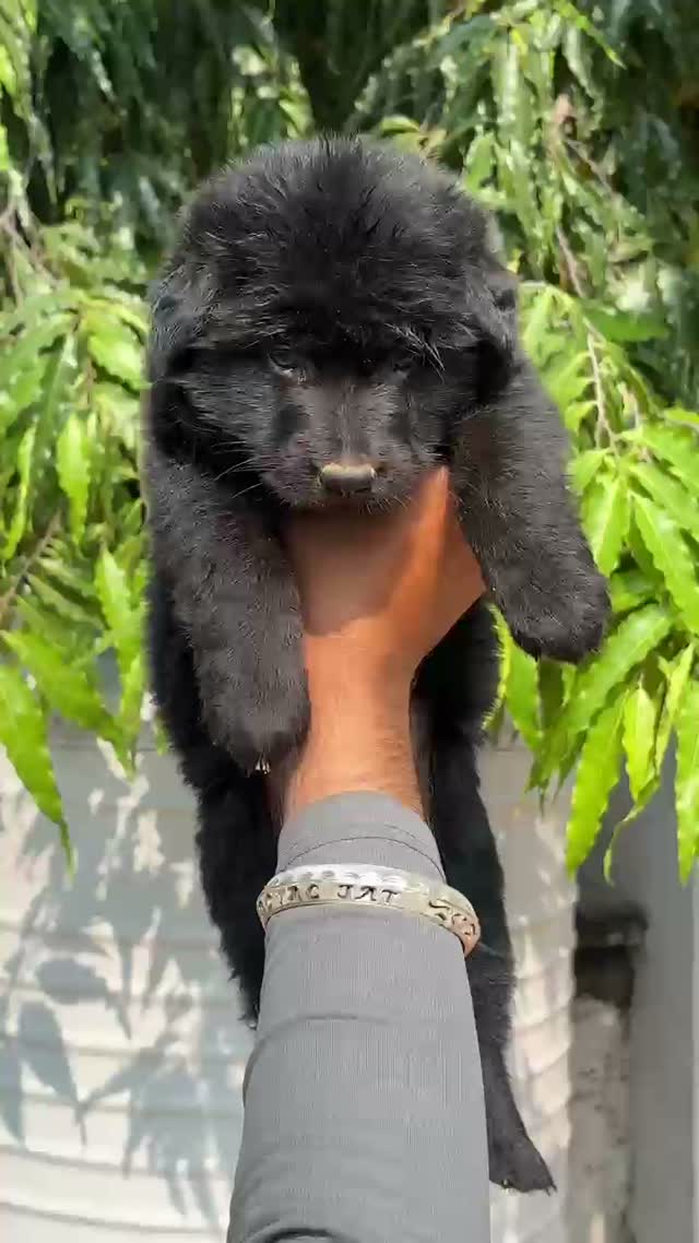 German Spitz Puppy, farm video