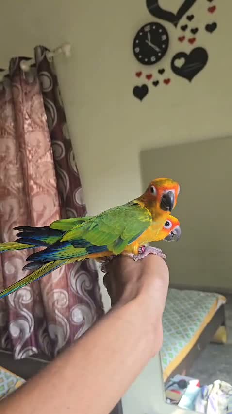 Sun Conure, farm video