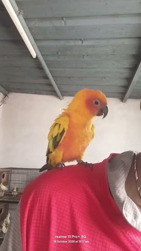 Sun Conure, farm video