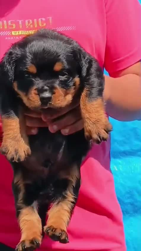 Rottweiler Puppy, farm video