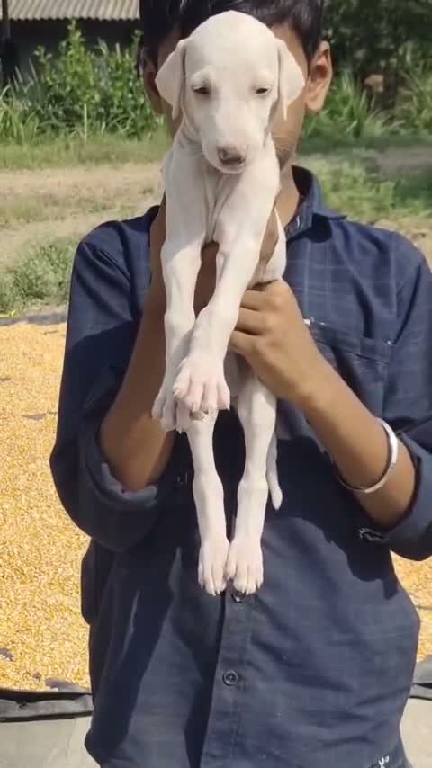 Mudhol Hound Puppy, farm video