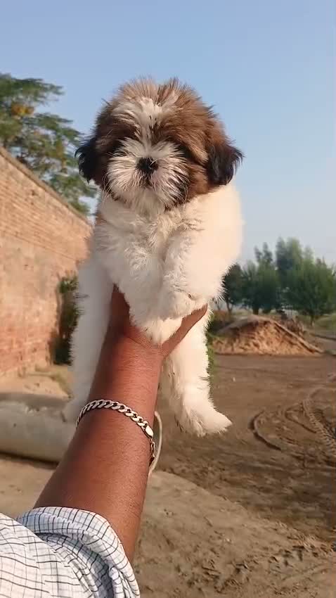 Shih Tzu | Black Color, farm video