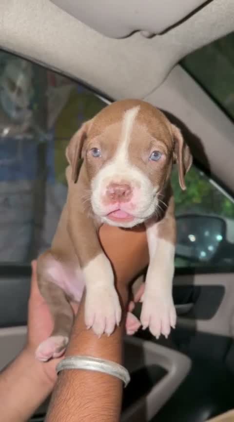 American Bully XXL Size Puppy, farm video