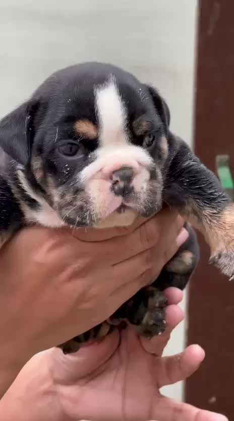 French Bulldog Puppy, farm video