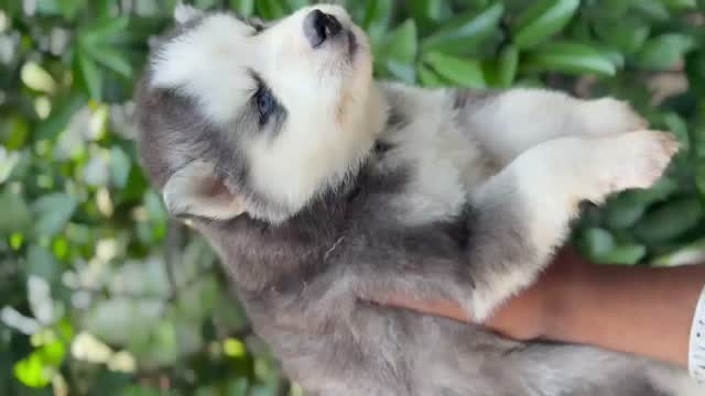 Siberian Husky Puppy | Black & White Color, farm video