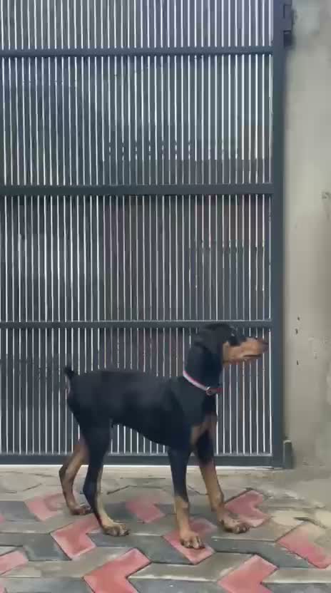 Doberman Pinscher Puppy | Brown & Tan, farm video
