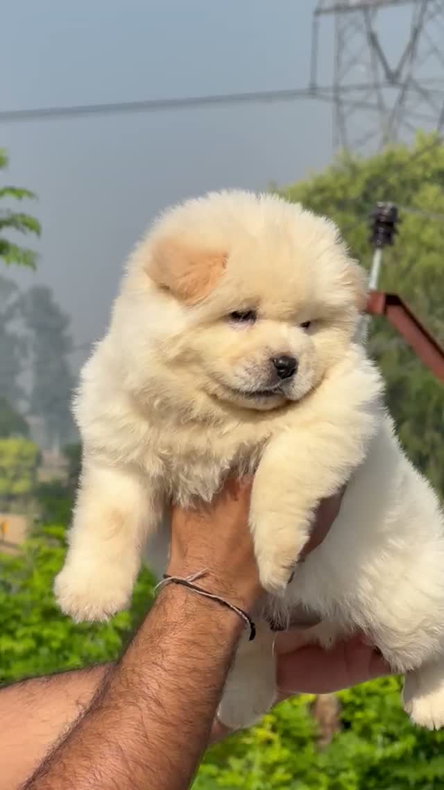 Chow Chow Puppies, farm video