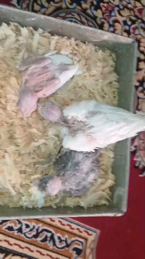 Cockatiel, farm video