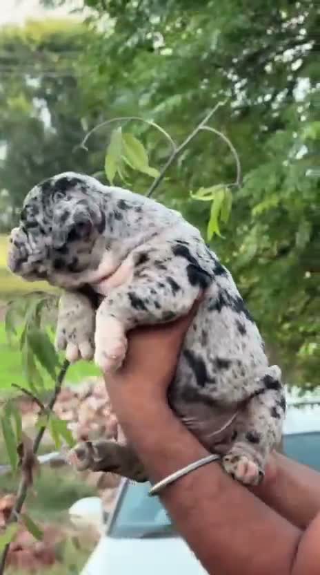 American Bully Pocket Size Puppy, farm video