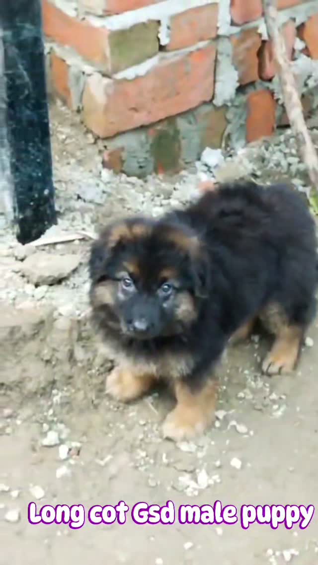 German Shepherd Puppy, farm video