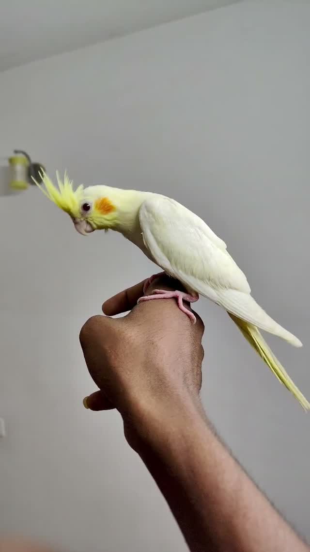 Cockatiel, farm video