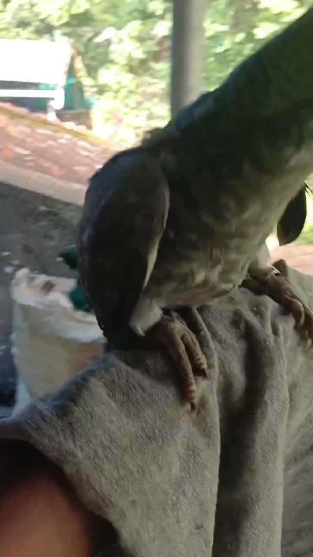 African Grey Parrot, farm video