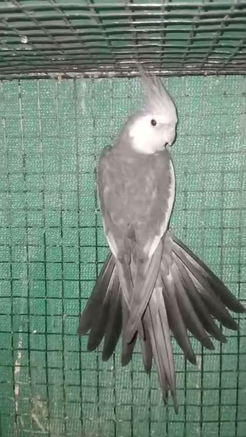 Cockatiel, farm video