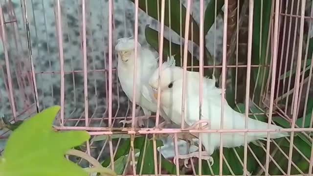 Hogoromo Budgies, farm video
