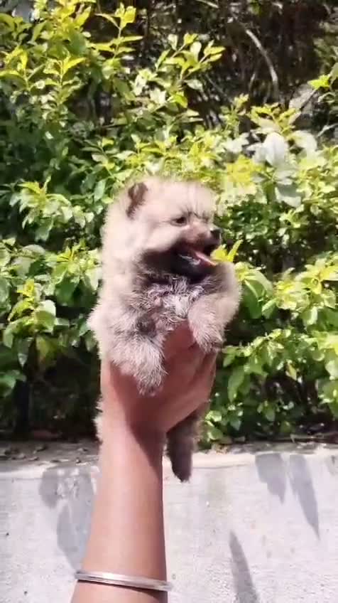 Culture Toy Pom Puppy | Black, farm video