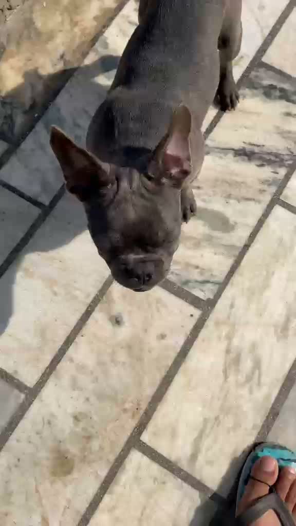 French Mastiff Puppy, farm video