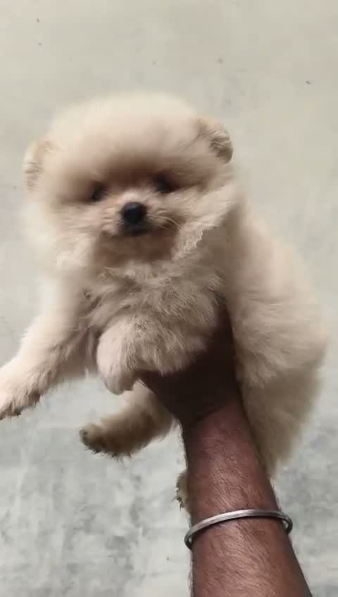 Pomeranian Puppy, farm video
