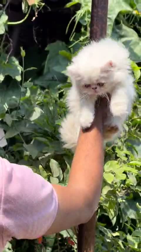 Persian, farm video