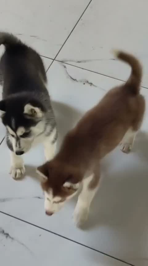 Siberian Husky Puppy | Black & White Color, farm video