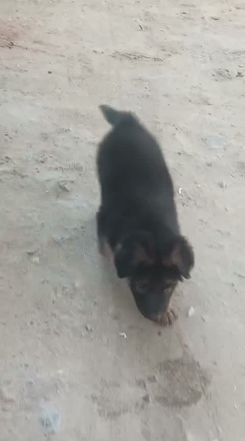 German Shepherd Puppy, farm video