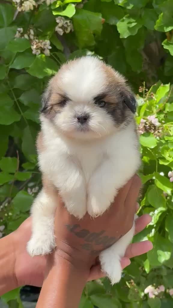 Shih Tzu | Black Color, farm video