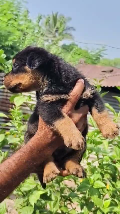 Rottweiler Puppy, farm video
