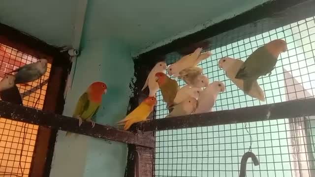 African Love Birds, farm video