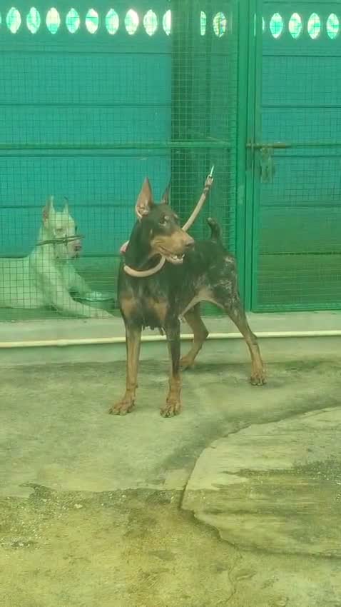 Doberman Pinscher Puppy, farm video