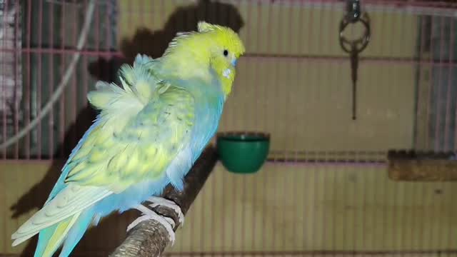 Hogoromo Budgies, farm video