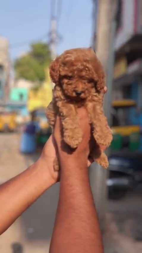 Standard Poodle Puppy, farm video