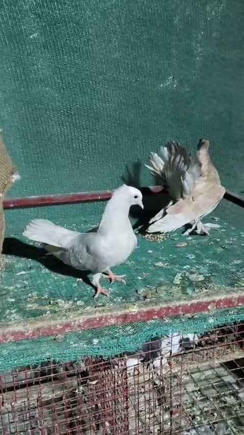 Lahori Pigeon, farm video
