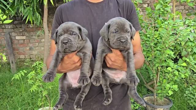 Cane Corso Puppy | Brindle, farm video