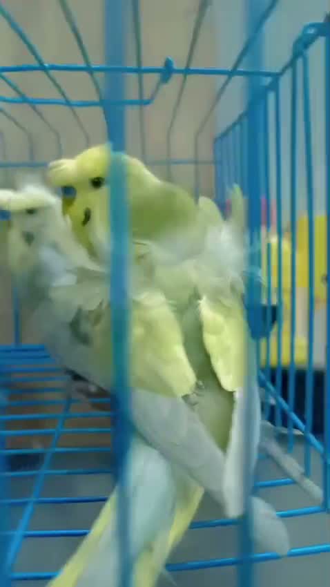 Budgies | Fallow, farm video