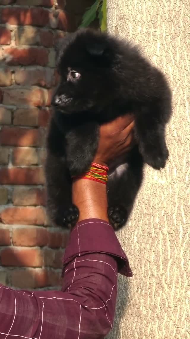 German Shepherd Puppy, farm video