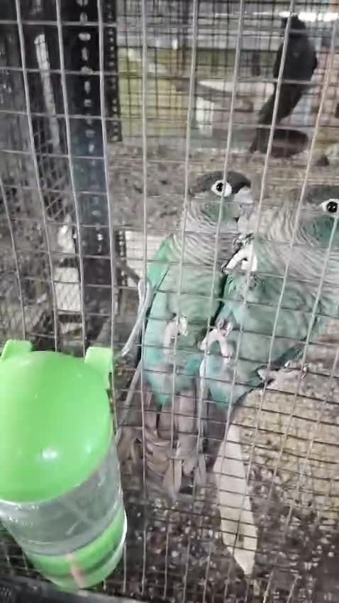 Green Cheek Conure, farm video