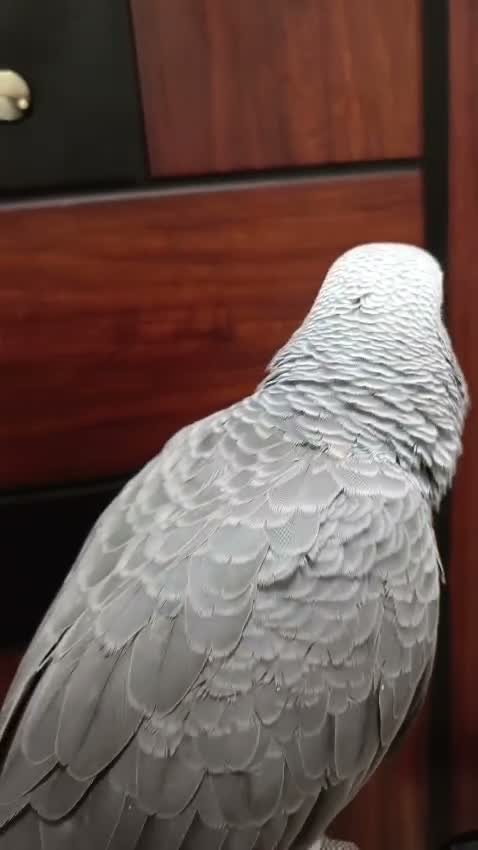 African Grey Parrot, farm video