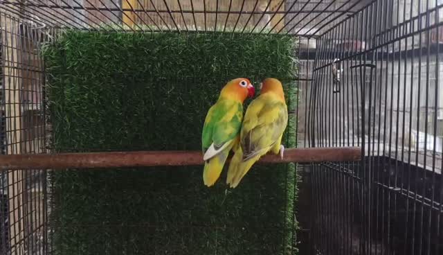 African Love Birds | Lutino, farm video