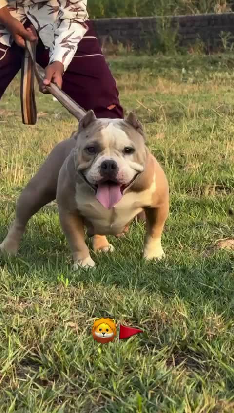 American Bully Pocket Size Puppy, farm video