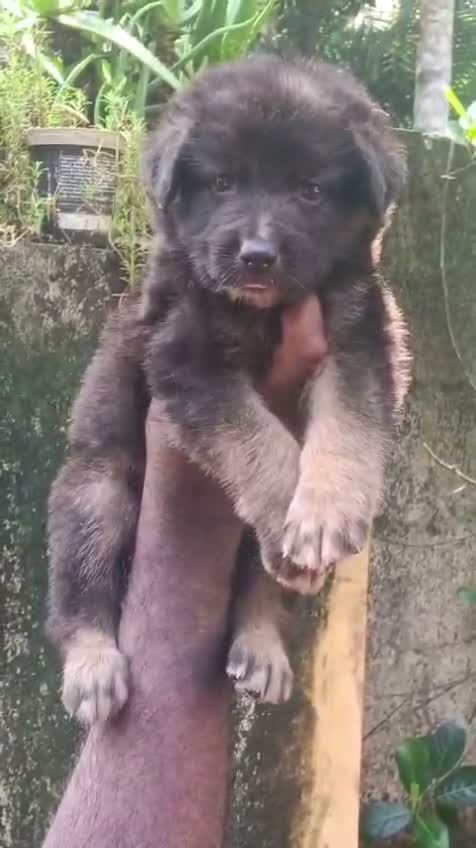 German Shepherd Puppy, farm video
