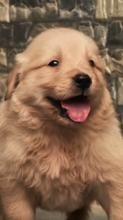 Golden Retriever, farm video