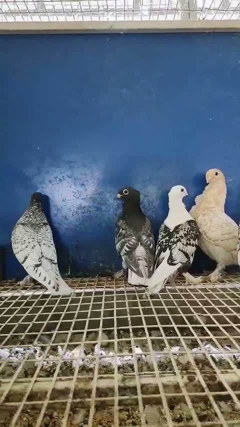 Lahori Pigeon, farm video