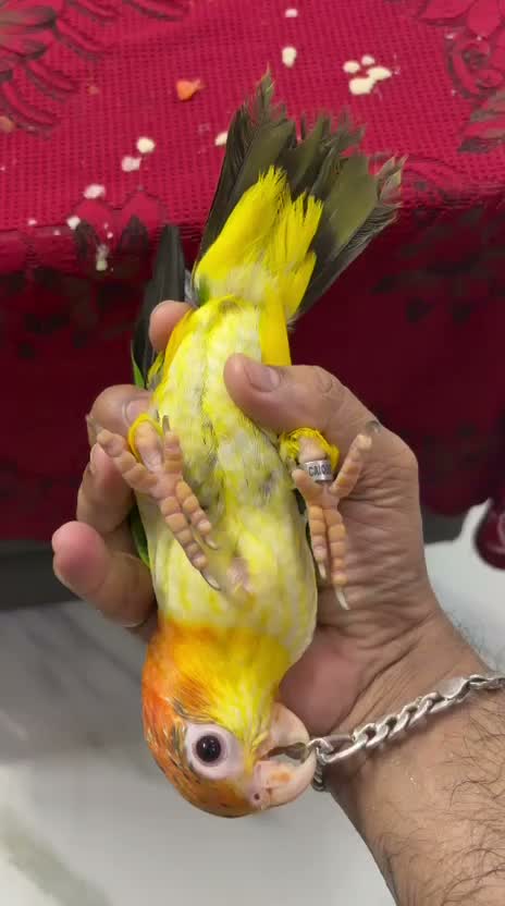 White Bellied Caique, farm video