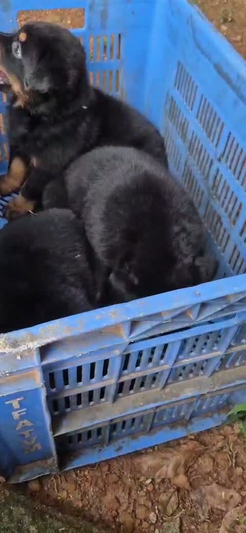 Rottweiler Puppy, farm video