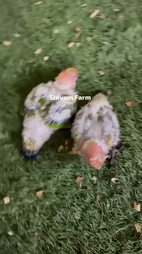 Sun Conure, farm video