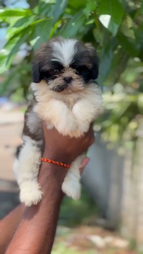 Shih Tzu | Black Color, farm video