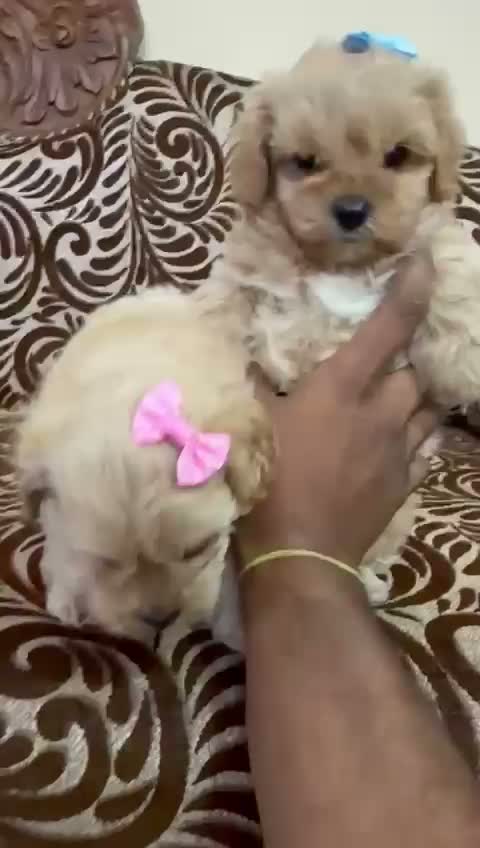 Maltipoo Puppy, farm video